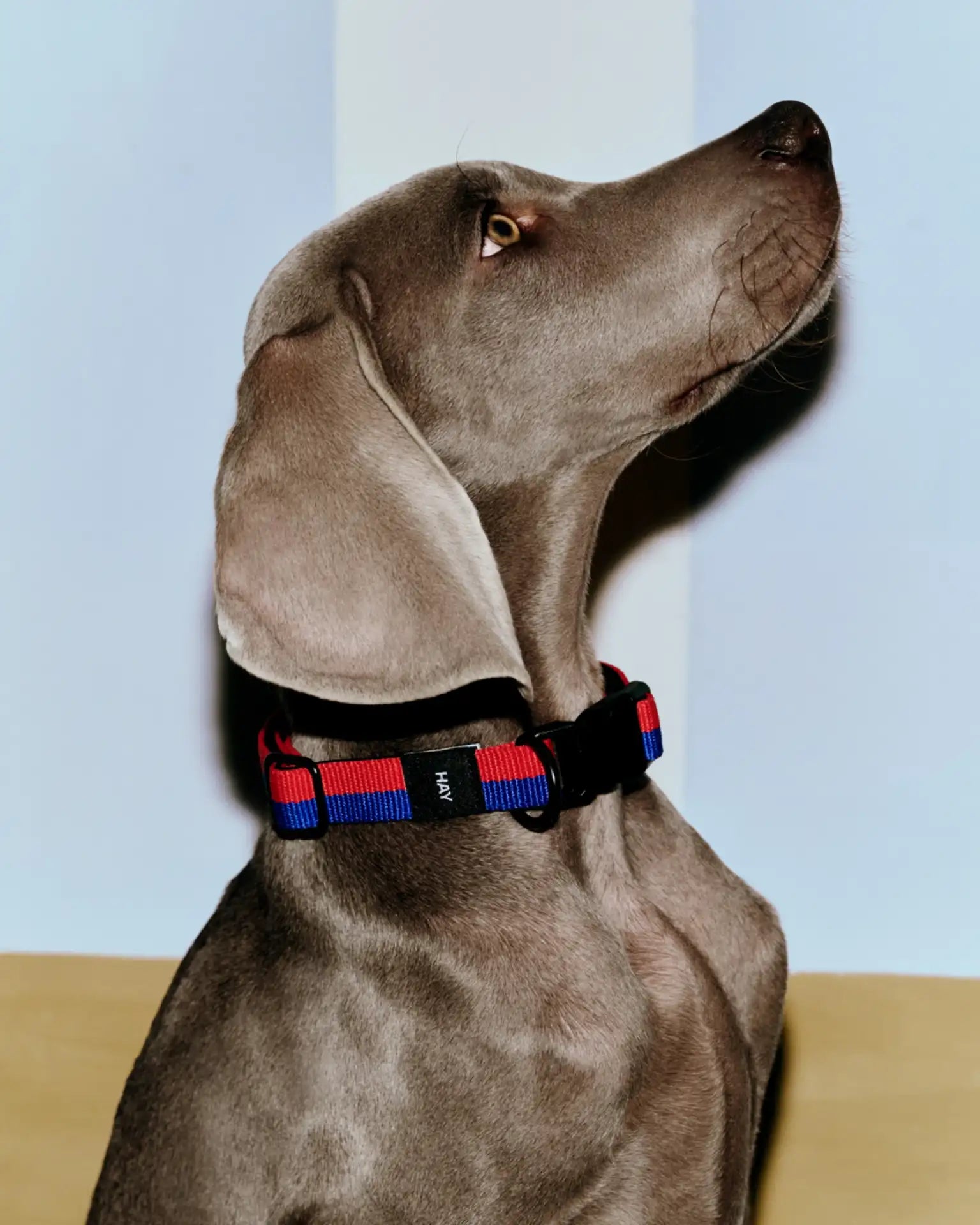 DOGS COLLAR FLAT-M/L